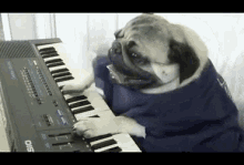 Piano Pug Pug Life GIF - Piano Pug Pug Life Music GIFs