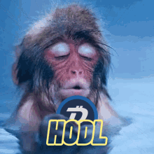 Hold Hodl GIF - Hold Hodl Bitcoin GIFs