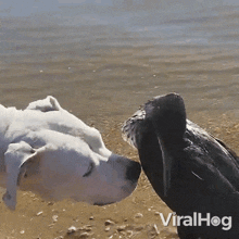 Dog Kiss Bird Viralhog GIF - Dog Kiss Bird Viralhog Animal Love GIFs