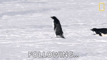 Moving Penguins Continent7 GIF - Moving Penguins Continent7 Antarctica GIFs
