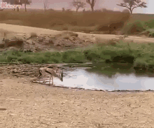 coolest evasive action ever gazelle lion animals gif
