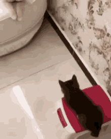 Peek Peekaboo GIF - Peek Peekaboo Cat GIFs