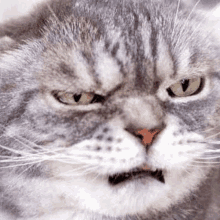 Annoyed Kitty GIF - Annoyed Kitty Face GIFs