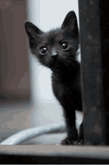 Shy Kitten GIF - Shy Kitten GIFs