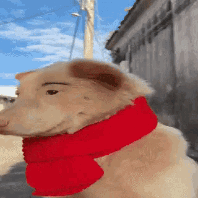 Dog with red scarf best sale