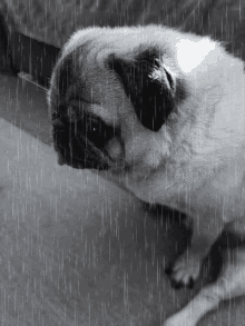 Dog Sad GIF - Dog Sad Rain GIFs