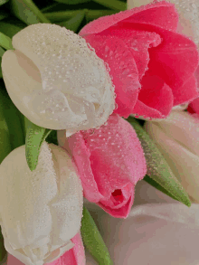 Pink White57 Bloom55 GIF - Pink White57 Bloom55 GIFs