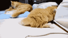 Cat Wiggle GIF - GIFs