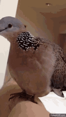 Spotted Dove GIF