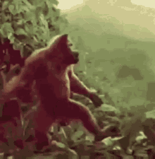 Dancing Monkeys Video GIFs | Tenor