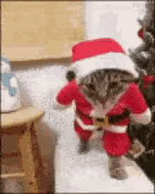 Santa Cats GIF - Santa Cats Funny Animals GIFs