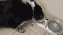a black and white dog is eating food from a metal bowl .