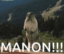 a marmot standing on its hind legs in front of a mountain with the word manon below it