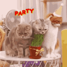 Party Cats Birthday Cats GIF - Party Cats Birthday Cats Surinoel GIFs