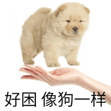 a small dog is being held in a woman 's hand