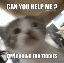 a cat with a caption that says can you help me ? i 'm looking for tiddies