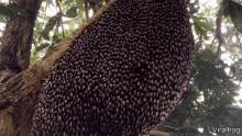 bees fud bee hive colony