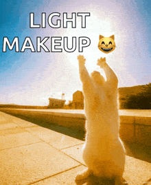 Cat Sun GIF