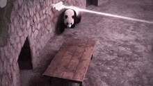 a panda bear is standing next to a wooden table in a zoo .