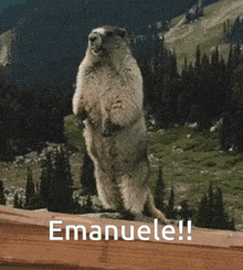 a picture of a ground squirrel standing on its hind legs with the name emanuele below it