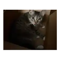 a cat sticking its tongue out while sitting in a box