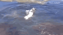a boat is floating on top of a body of water with failarmy written in the corner