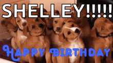a group of puppies are sitting in front of a sign that says shelley