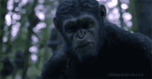 Eriggy Go GIF - Eriggy Go Gorilla GIFs