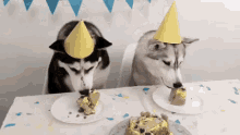 Husky Birthday GIF - Husky Birthday GIFs