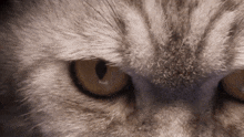 Cat Argyllemovie GIF - Cat Argyllemovie GIFs
