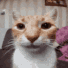 Cat Staring At Camera Fr GIF - Cat Staring At Camera Fr GIFs