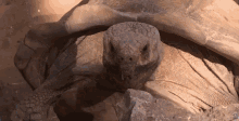 Wow Tortoise GIF - Wow Tortoise Reptile GIFs