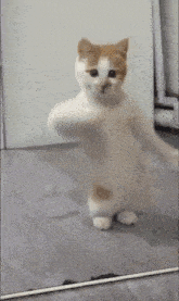 Dancing Cat Kitten GIF - Dancing Cat Cat Kitten GIFs