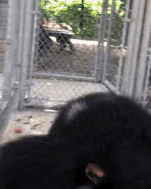 a black animal behind a chain link fence looking out