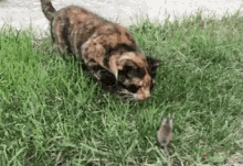 Comi Gato Y Raton GIF - Cat Attack Mouse GIFs
