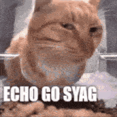Echo Go Syag GIF