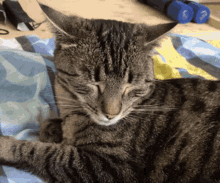 Cat Cat Yawn GIF - Cat Cat Yawn Cat Yawning GIFs
