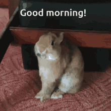 Králíček Pepas Bunny GIF - Králíček Pepas Bunny Bunny Yawn GIFs
