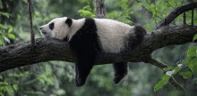 Panda On Log GIF - Panda On Log GIFs