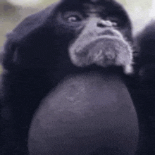 a close up of a gorilla 's face with a beard .