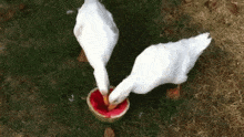 Ducks Eating GIF - Ducks Eating Watermelon GIFs
