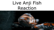 Anji Fish Anji Mito GIF - Anji Fish Anji Mito Guilty Gear GIFs