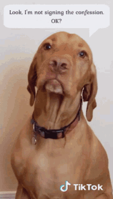 Sign The Confession Parody GIF - Sign The Confession Parody Dog GIFs