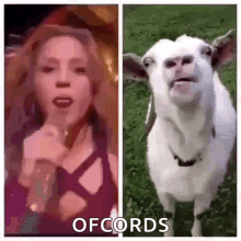 Tongue Out Goat GIF - Tongue Out Goat Shakira GIFs
