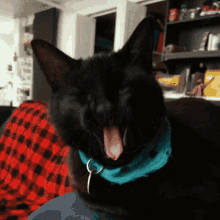 Kitten Cat GIF - Kitten Cat Black Cat GIFs