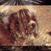 Louna Dog GIF - Louna Dog God GIFs