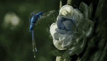 Blue Flower GIF