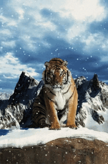 Tigermountain Snowfall GIF