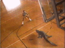 Ball Basket GIF - Ball Basket Crocodile GIFs