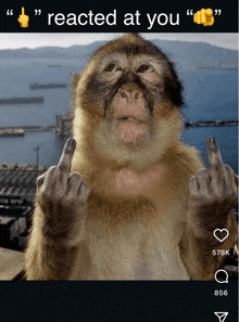 a picture of a monkey giving the middle finger with the words reacted at you above it
